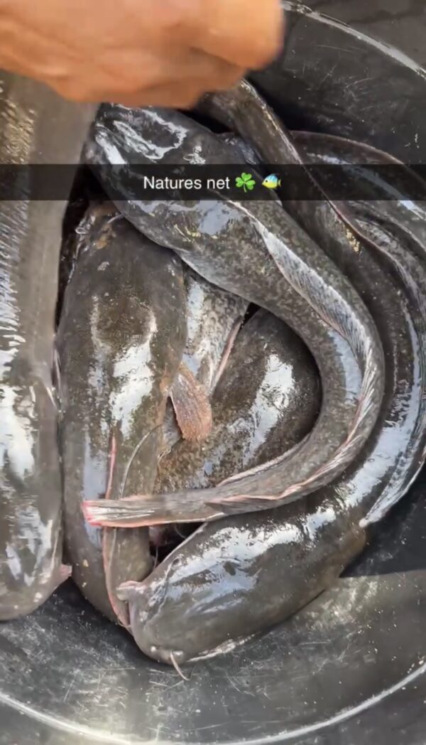 Catfish