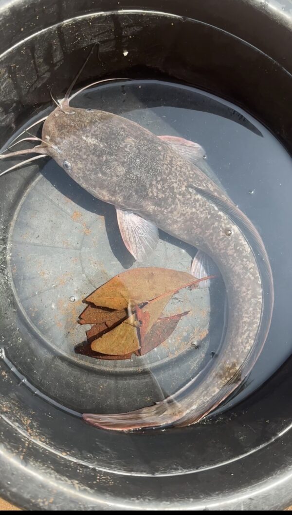 Catfish