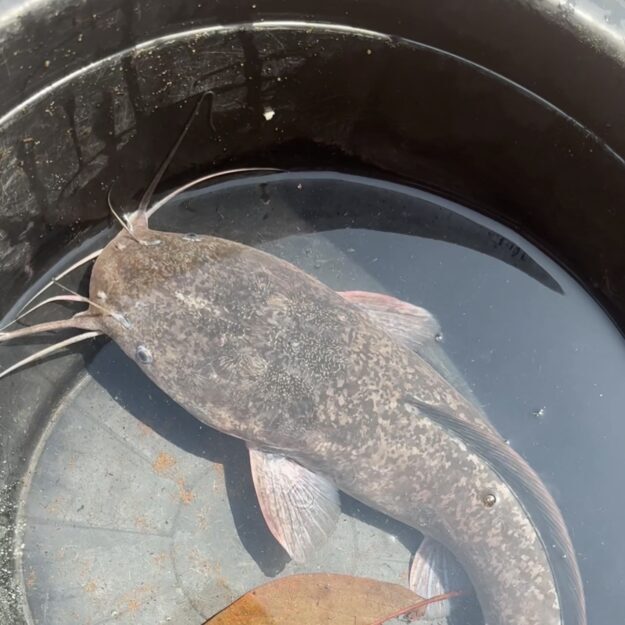 Chinese fish