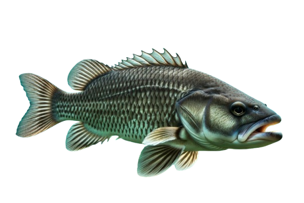 Giwa